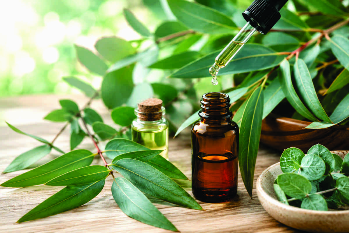 Essential oil - Eucalyptus
